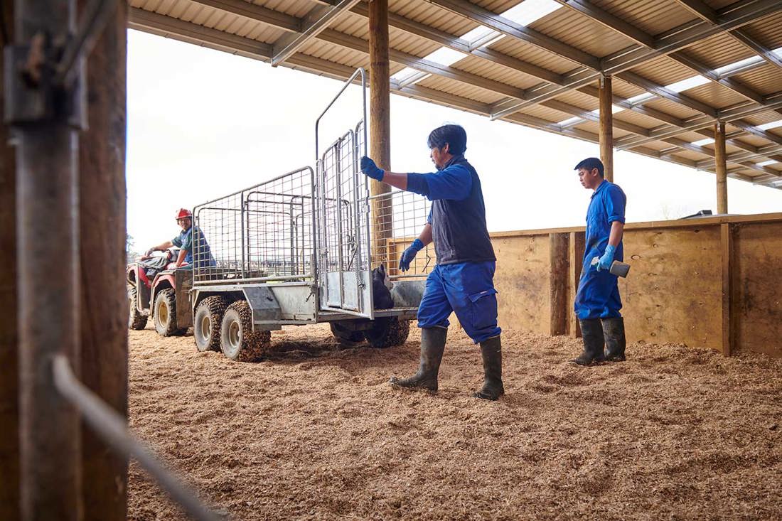 Calf Trailer Gate 1