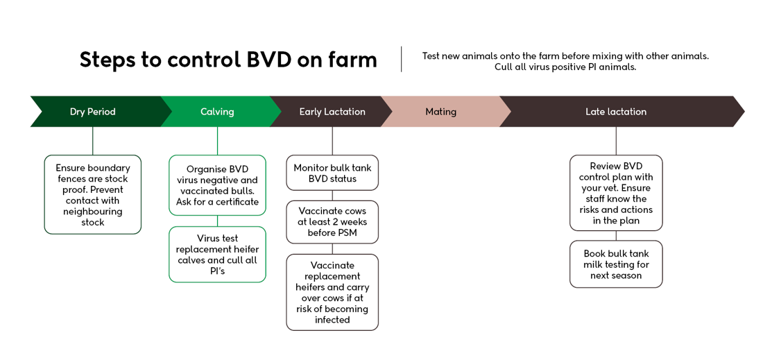 Steps To Control Bvd On Farm Infographic July 2025