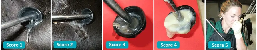 Image (2)