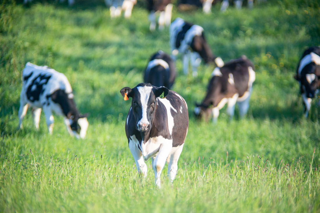 A cow with ear tags looking at the camera