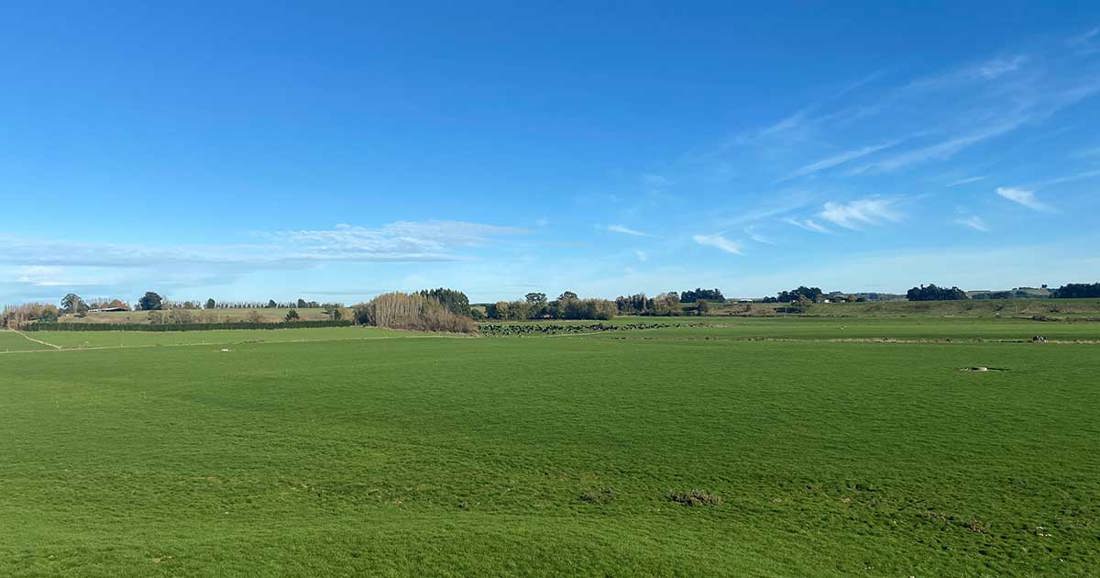 a greed field of grass