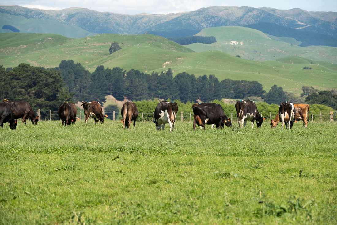 A small group of cows grazing on a green field
