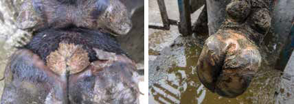 Digital Dermatitis Examples