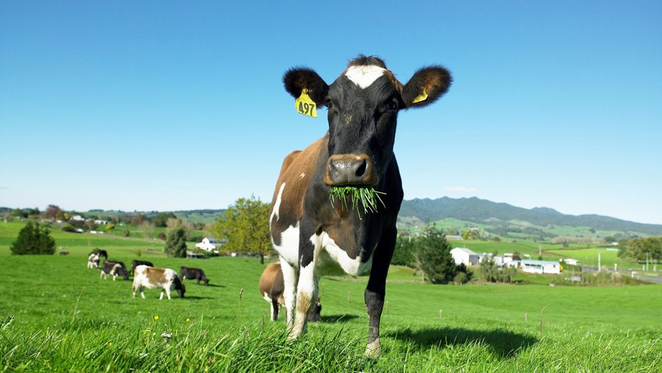 Dairy Nz Pasture First Photo