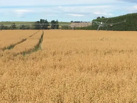 Rathgen Crop