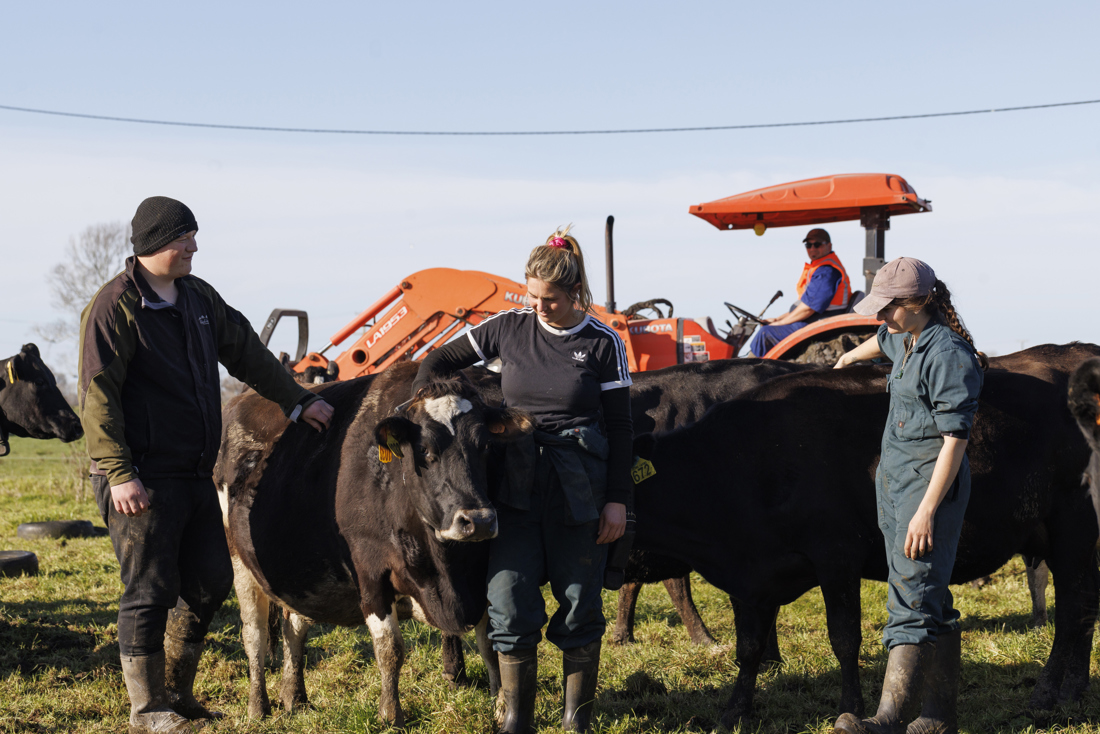 A group observing and assessing a few cows
