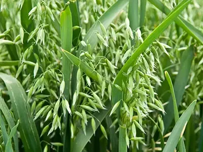 Considering A Catch Crop Pod