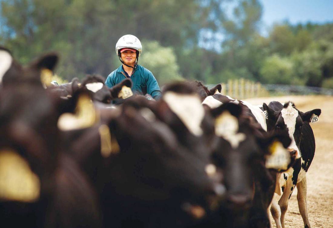 A dairy farmer herding cows down a farm race.