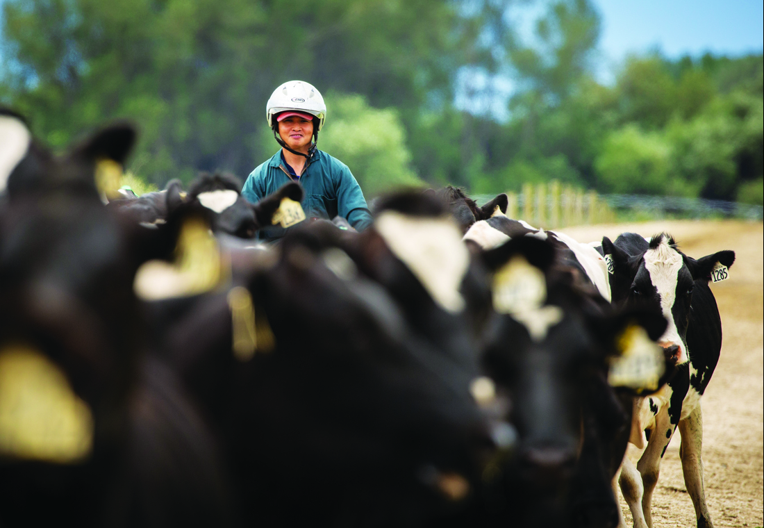 A woman with a herd of cows