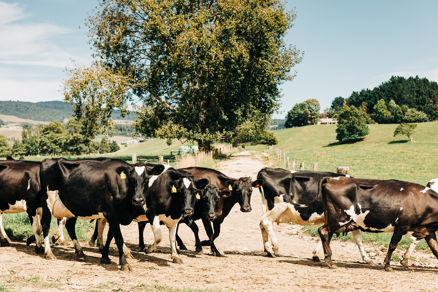 BVD - Bovine viral diarrhoea virus - DairyNZ | DairyNZ