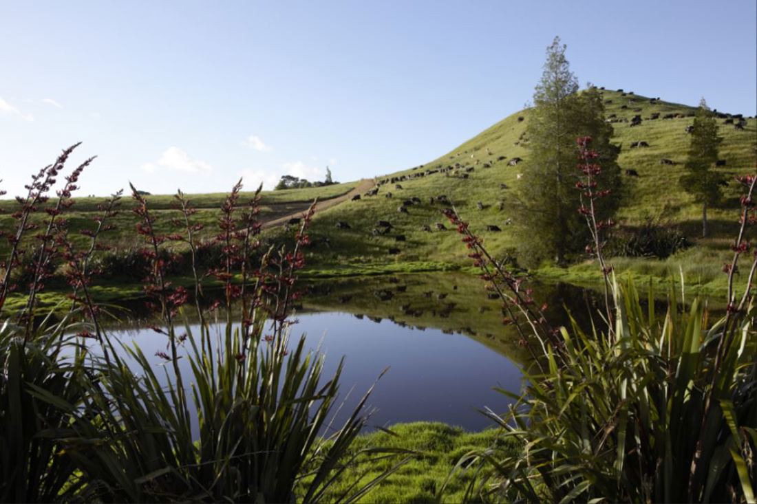 Riparian Planting Image 2
