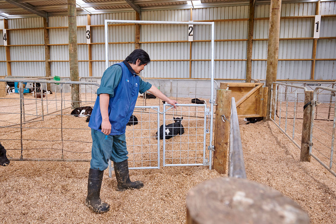 Calf Pen Gate 5