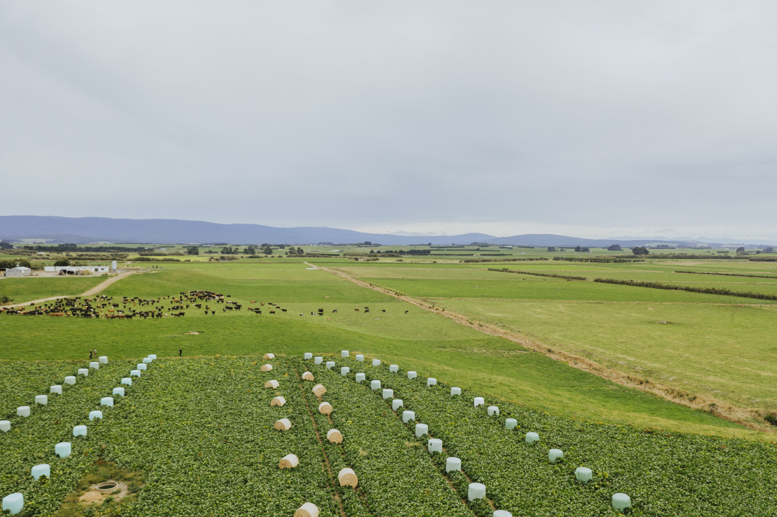 An aerial shot of a dairy field in the South Island of New Zealand demonstrating great winter grazing practices.