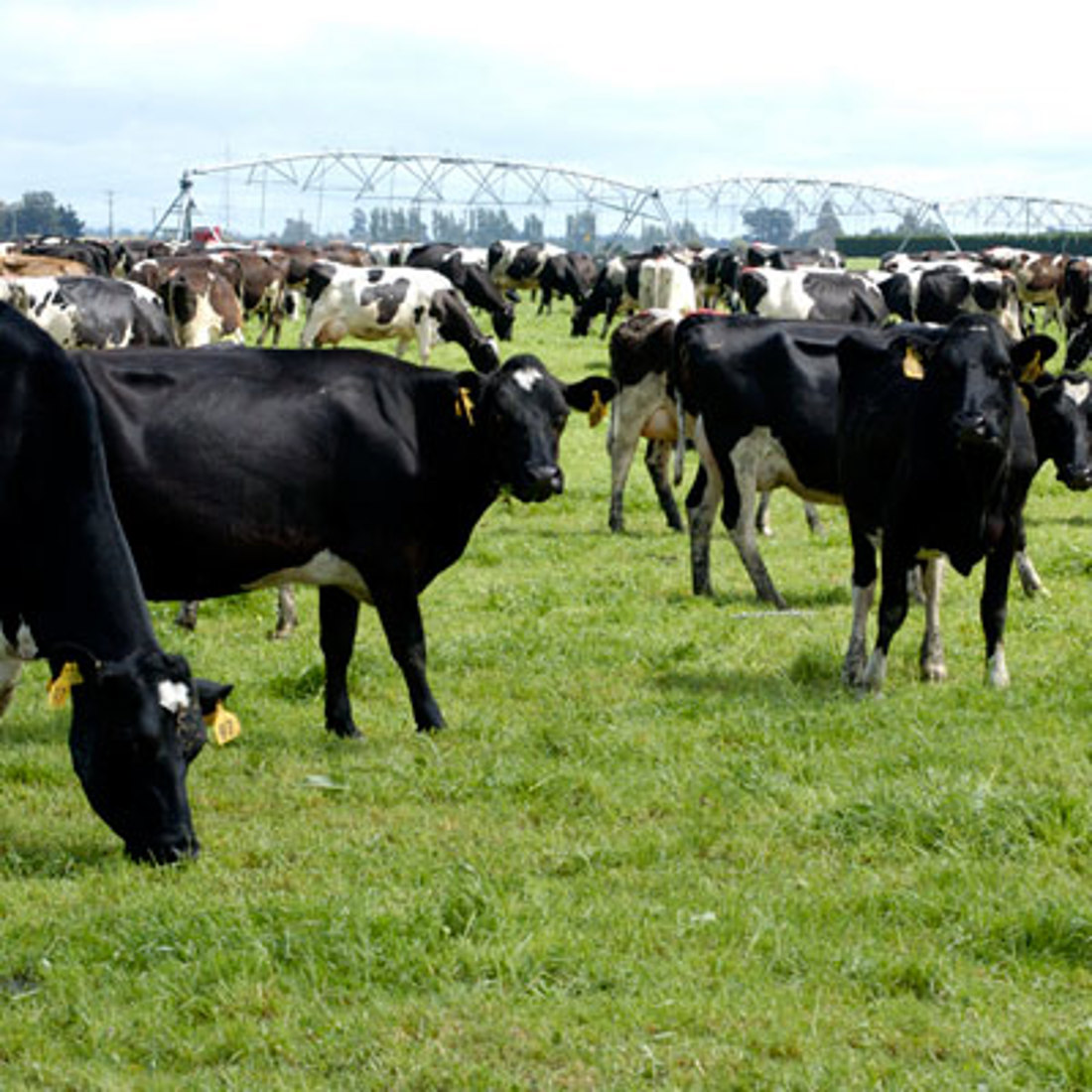 A group of black cows in a field
