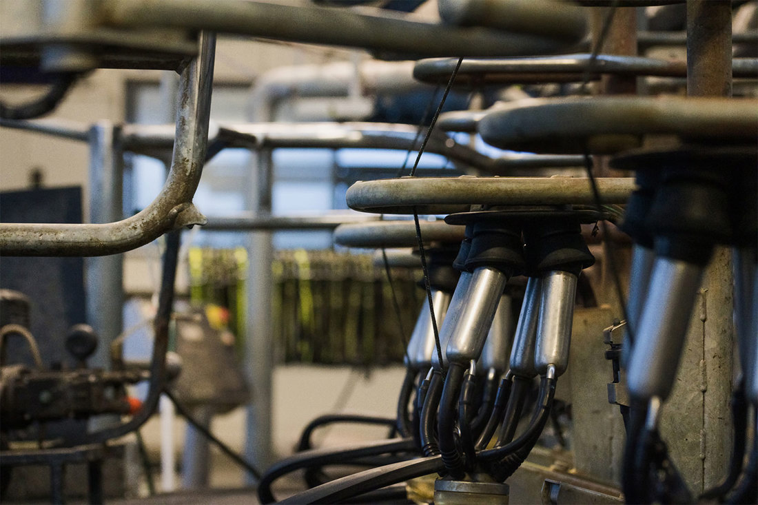 A close-up view of sets of milking cups hanging up in an empty New Zealand dairy.