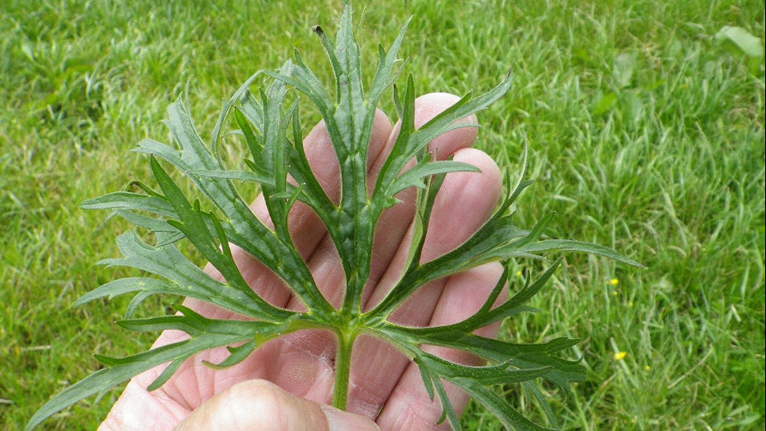 Large Leaf Of Giant Buttercup 950X535