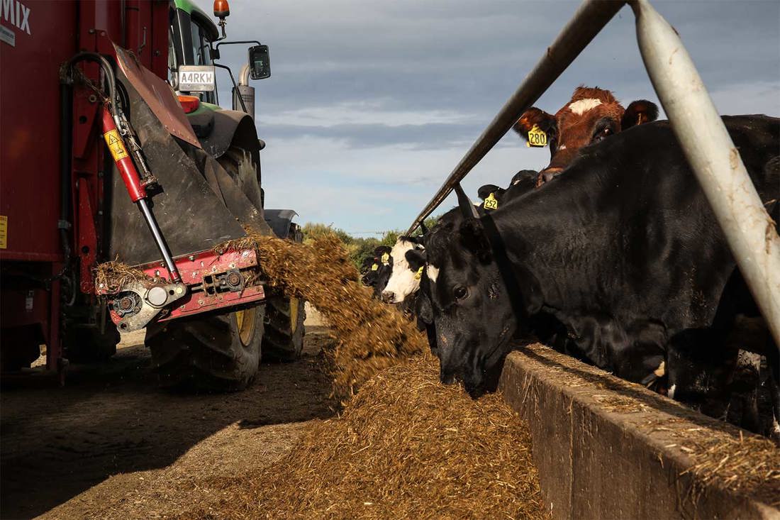 Dairy cows being fed silage from a tractor and trailer