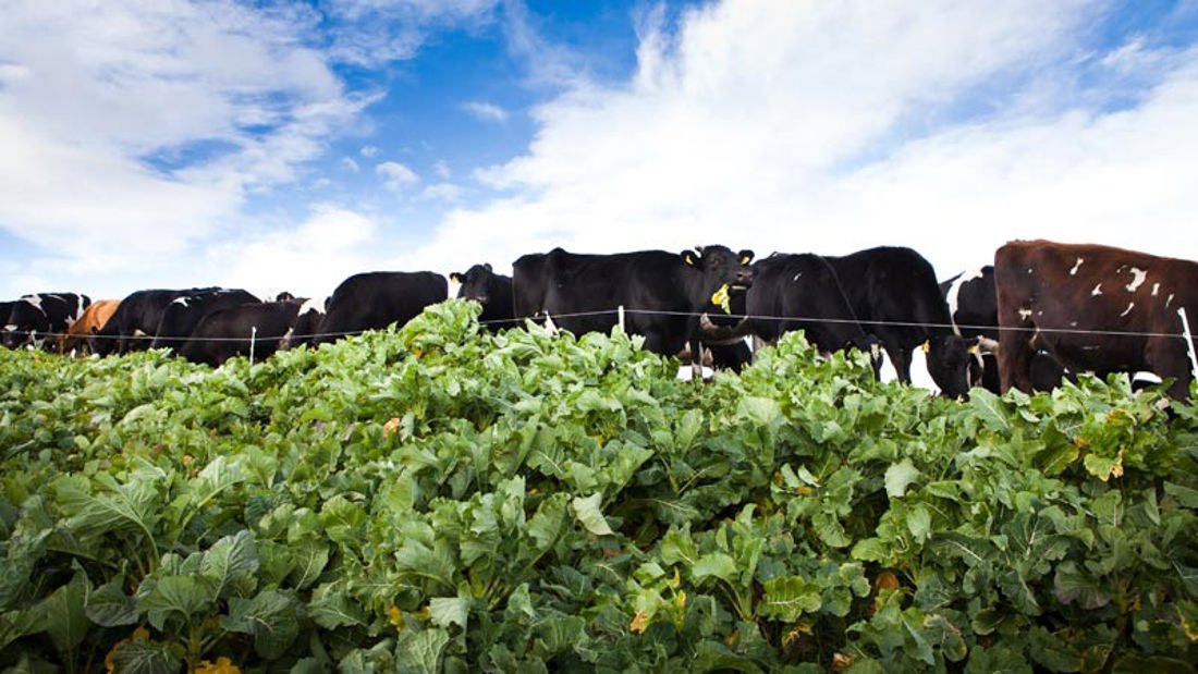 A lot of cows crossing
