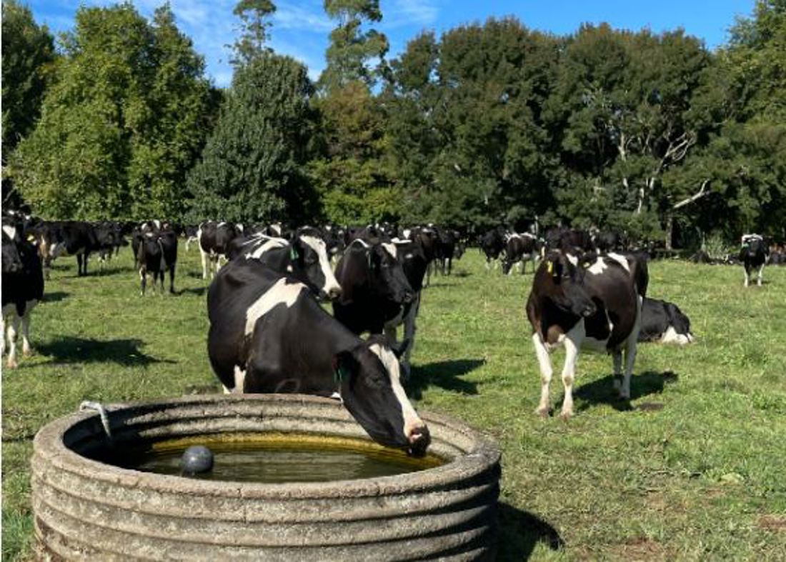 Herd of dairy cows drinking from a water trough in a grass paddock surrounded by trees