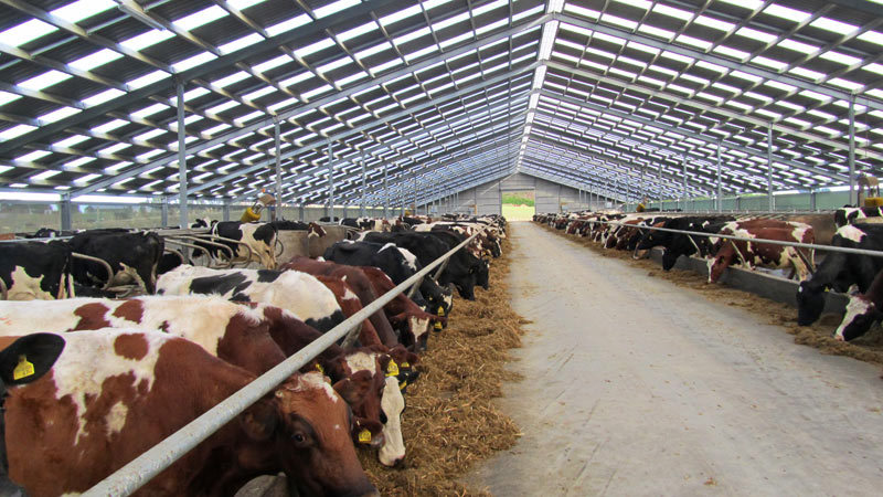 Cattle grazing on grass inside a well-maintained cowshed