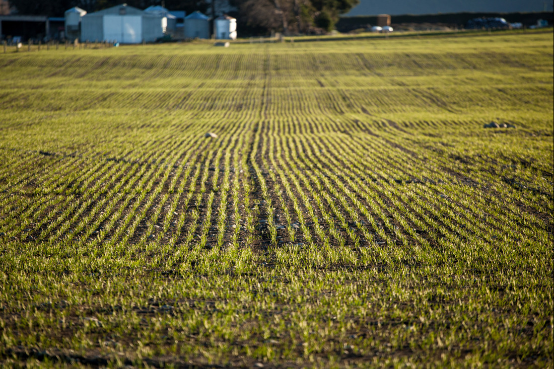 A vast rice field