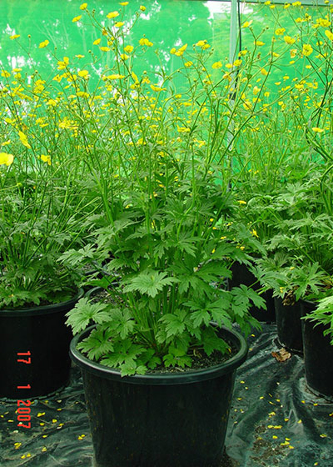 Flowering Giant Buttercup Plant 400X560