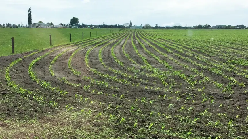 Green Feed Maize Pod