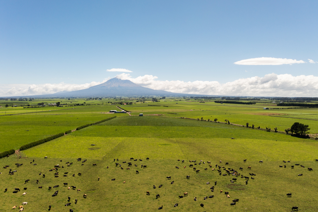 A wide shot of a dairy farm with cows