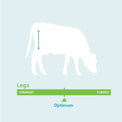 legs body and dairy conformation traits