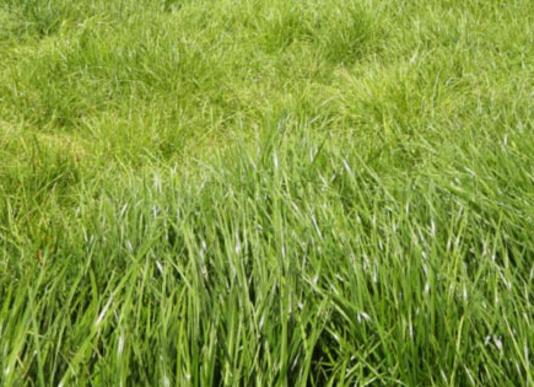 CROP Annual Ryegrass Copy