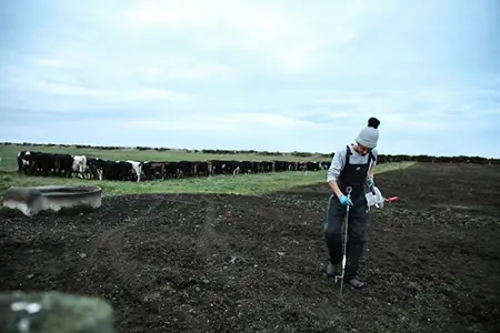 Setting up a back fence for winter grazing to improve cow lying conditions and protect pasture.