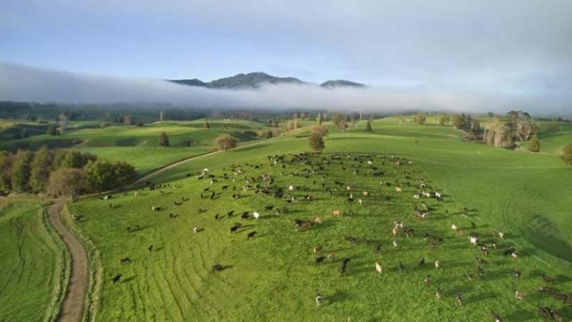 Inside Dairy Aug Oct 2025 Low Footprint Feed Holds The Key Image.Png