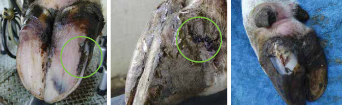 White Line Disease Examples