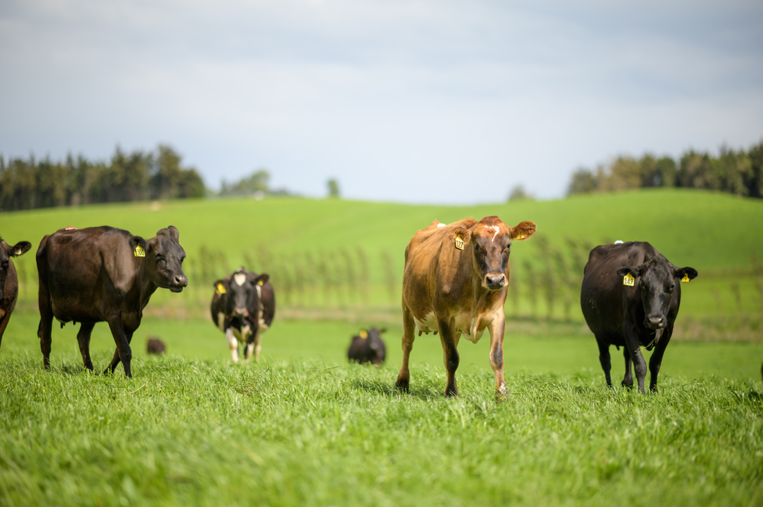 A small number of cows resting over a green field