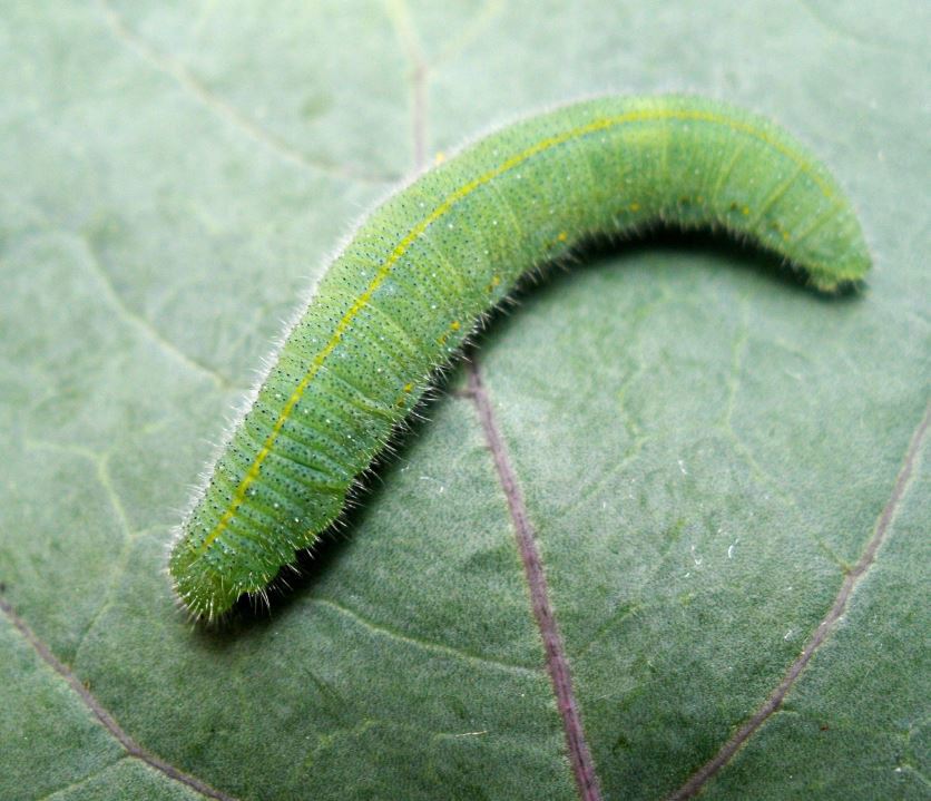 White Butterfly Caterpillar (1)