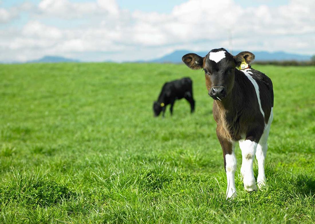 Calving