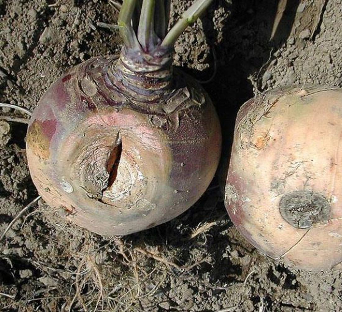 Dry Rot In Swedes (1)