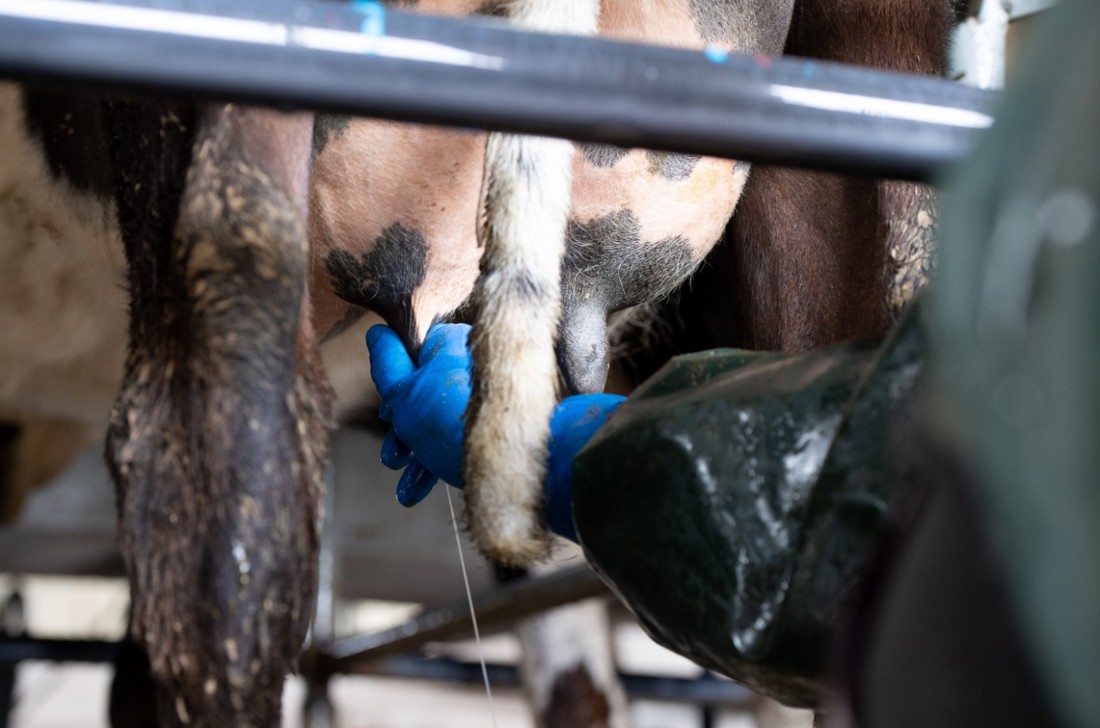 A closeup photo of a dairy farmer stripping milk from a cow's udder during milking