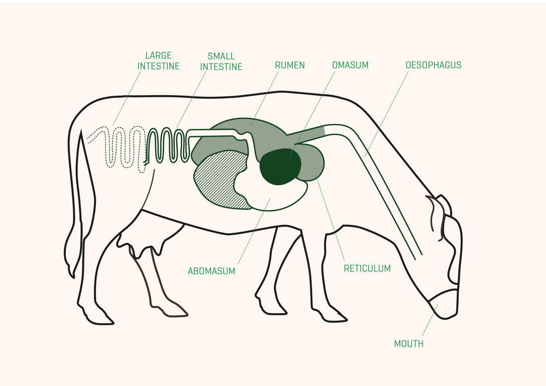 Rumination Rumen Diagram V2 01