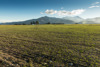 A farm with a fertilized soil and a mountain in a horizon.