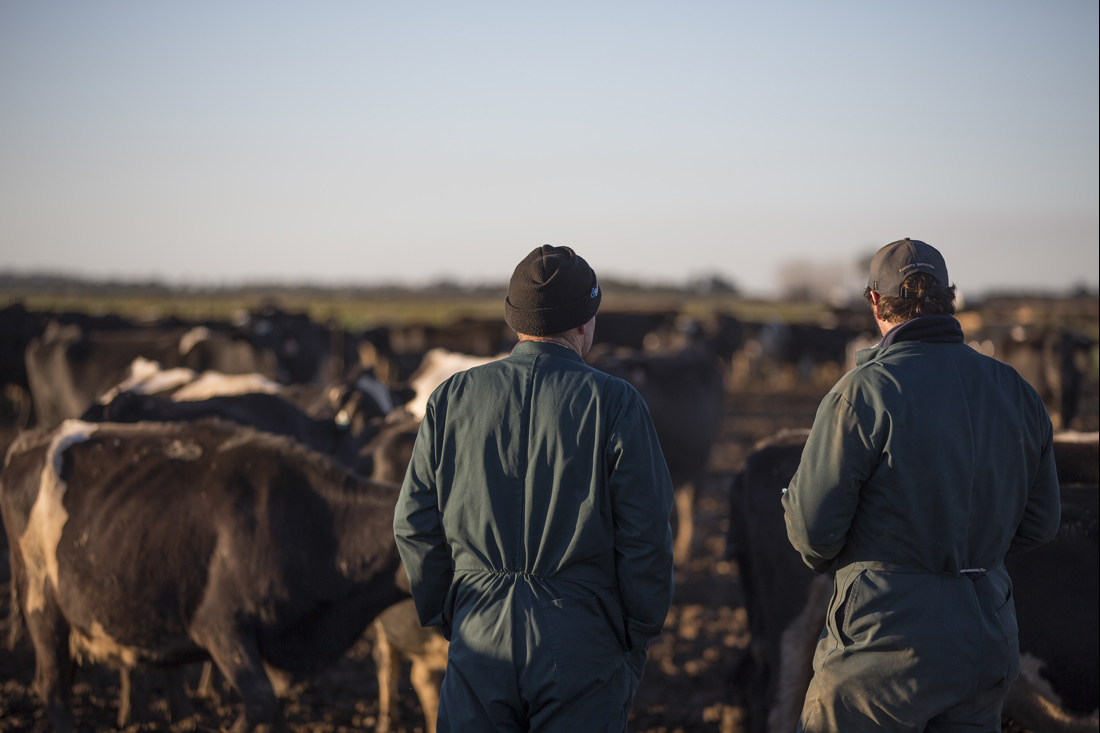 Two person talking while watching cows