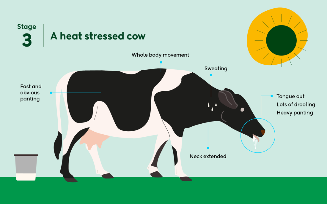 Heat Stress S3 (1)