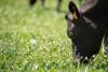 A head shot of a dairy cow grazing in a New Zealand paddock.