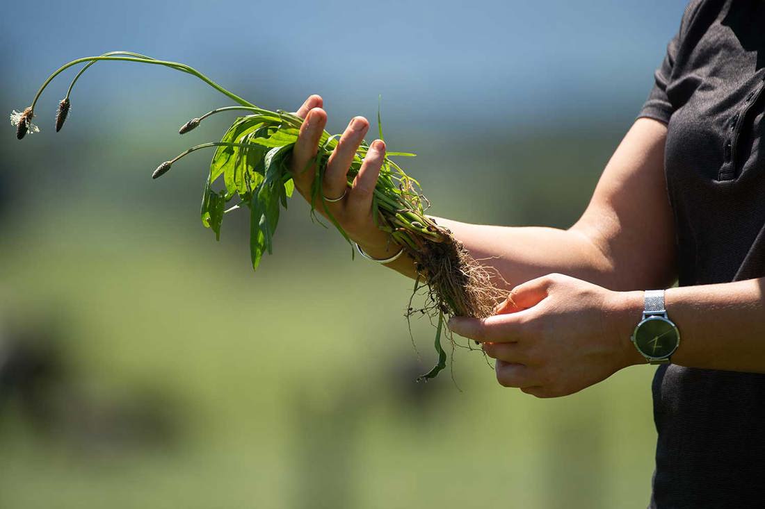 A person in a paddock holding a plantain plant with blurred background