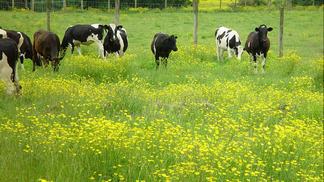 Dairy Pasture Population Of Giant Buttercup 950X535