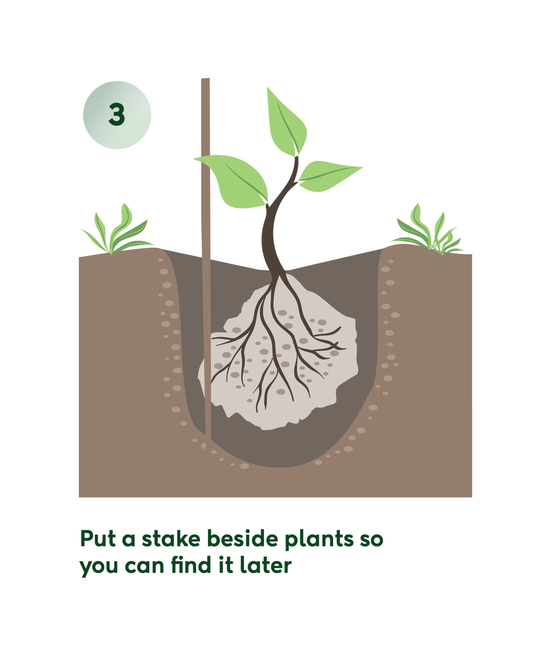 Planting Infographic Seperate3