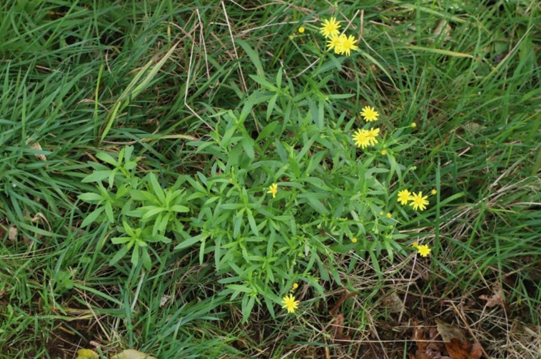 Madagascar Ragwort Image