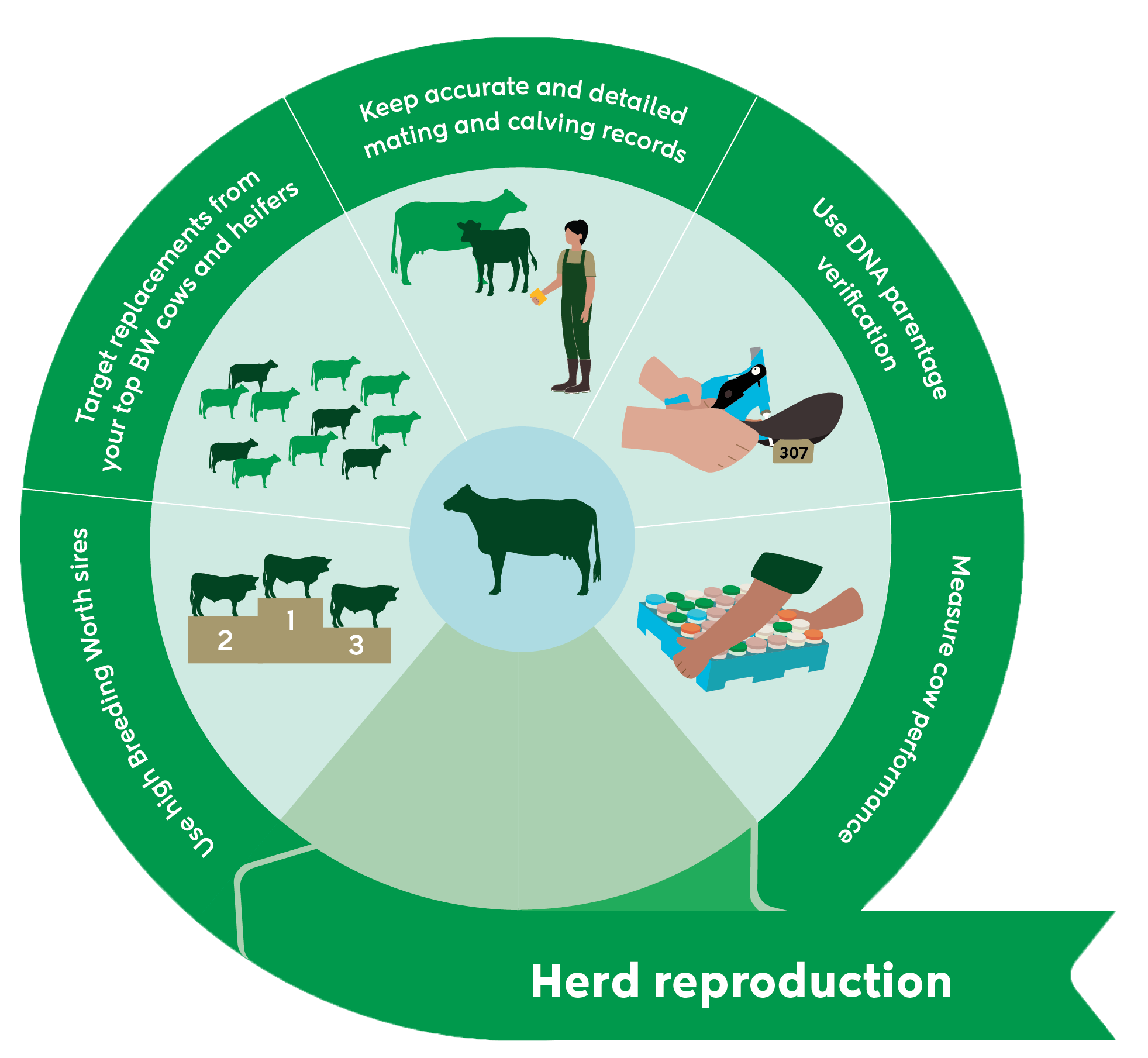 Five ways to a high BW herd