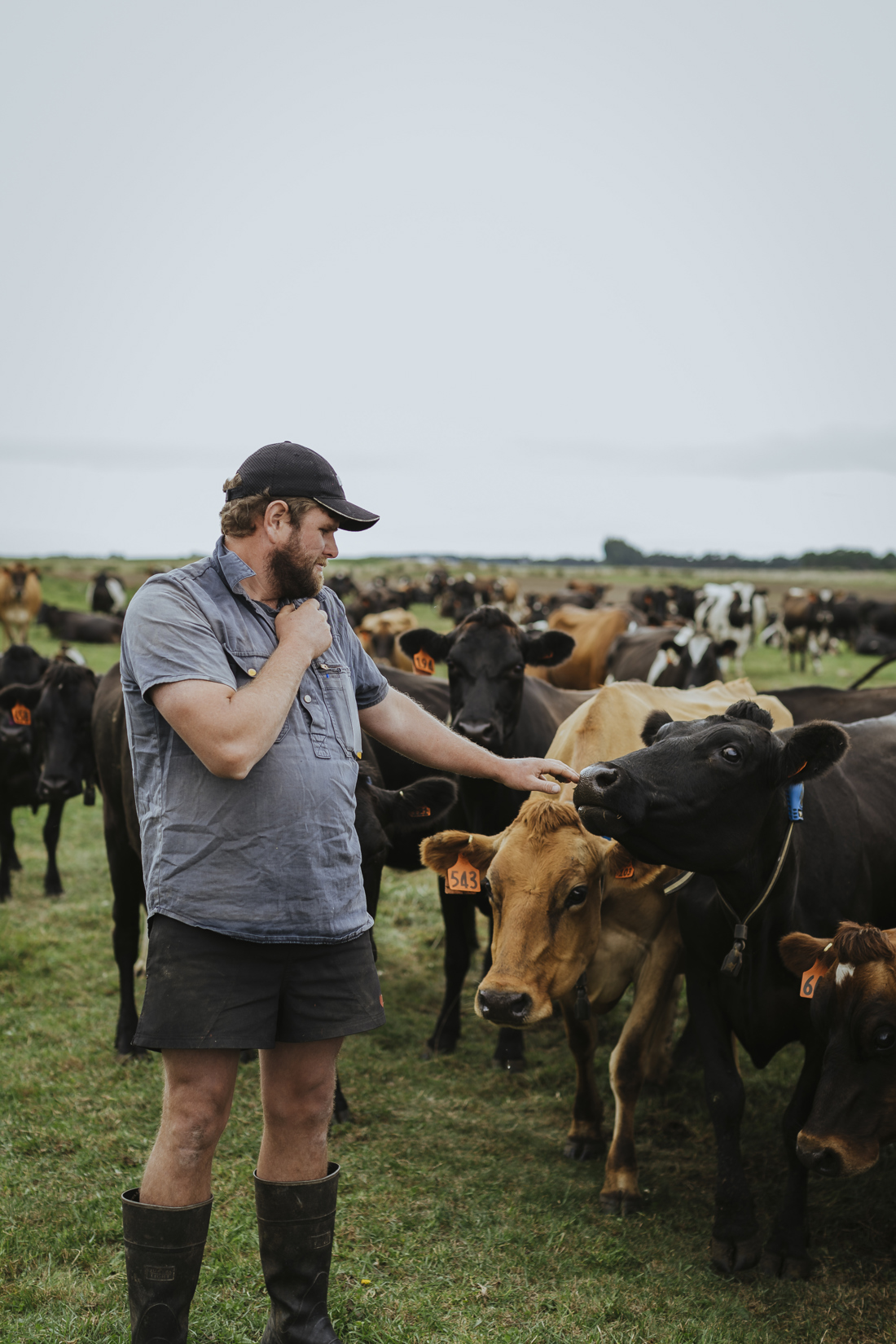 A man checking on a herd of cows