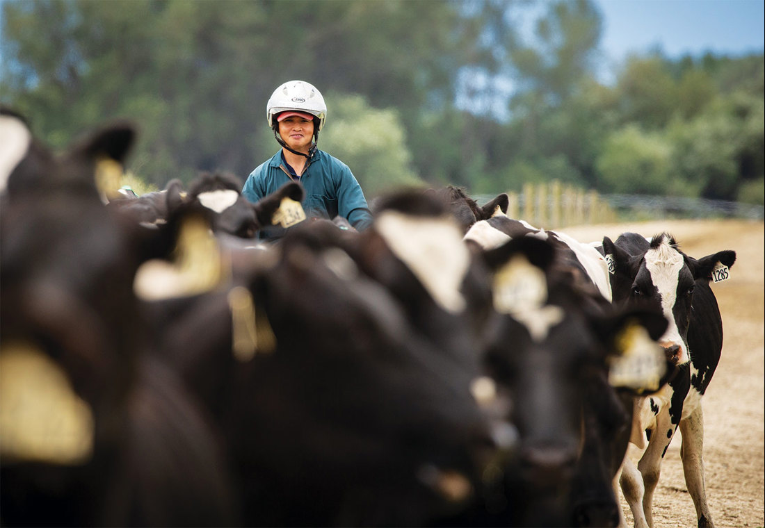 International employee herding dairy cows on motorbike.